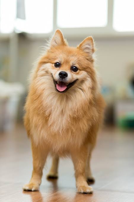 The Top 5 Dog Breeds for Apartment Living