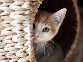 8 Signs Your Cat Is Stressed And What to Do About It