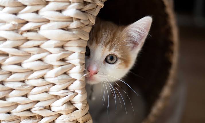 8 Signs Your Cat Is Stressed And What to Do About It
