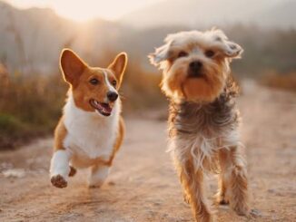 How to Introduce a New Dog to Your Household