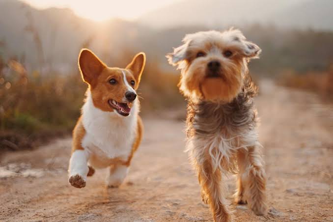 How to Introduce a New Dog to Your Household