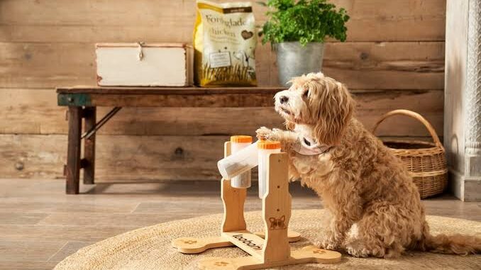 5 Fun Games to Mentally Stimulate Your Dog 5 Fun Games to Mentally Stimulate Your Dog