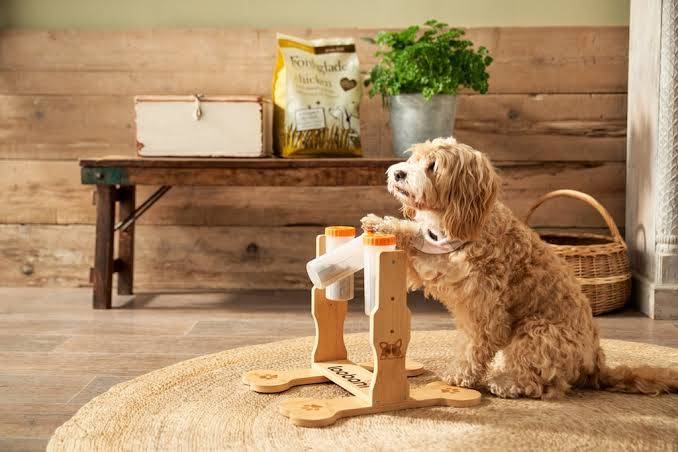 5 Fun Games to Mentally Stimulate Your Dog