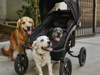 How to Choose the Best Pet Stroller for Dogs