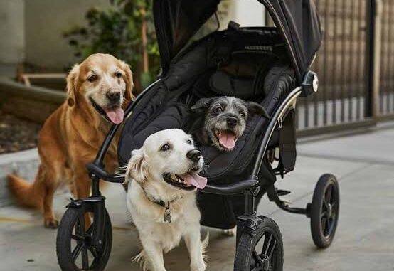 How to Choose the Best Pet Stroller for Dogs How to Choose the Best Pet Stroller for Dogs