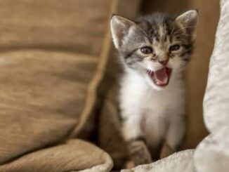 Why Your Cat Meows at Night and How to Fix It