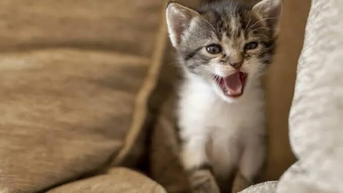 Why Your Cat Meows at Night and How to Fix It