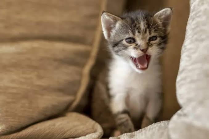 Why Your Cat Meows at Night and How to Fix It