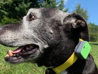 The Best Pet Tracking Devices for Dogs and Cats