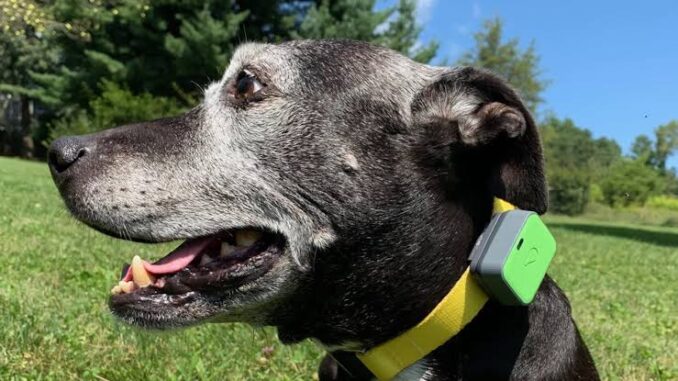 The Best Pet Tracking Devices for Dogs and Cats The Best Pet Tracking Devices for Dogs and Cats