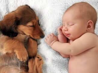 How to Introduce a Dog to a New Baby
