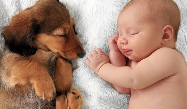 How to Introduce a Dog to a New Baby How to Introduce a Dog to a New Baby