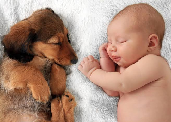 How to Introduce a Dog to a New Baby