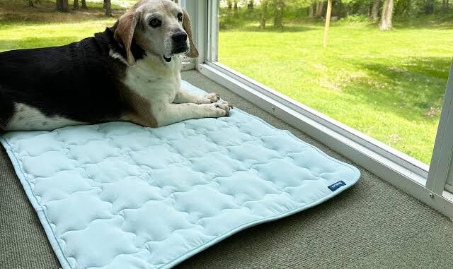 Best Pet Cooling Mats for Hot Summer Days Best Pet Cooling Mats for Hot Summer Days