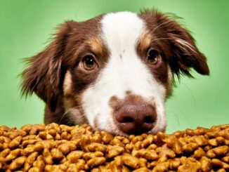 Top Pet Foods for Dogs with Allergies in 2025