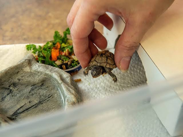 How to Care for a Pet Turtle at Home