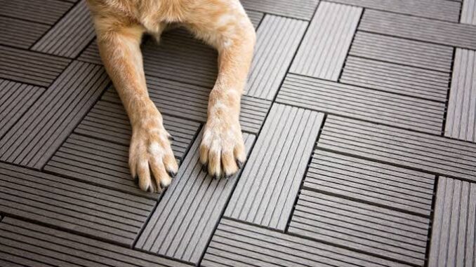 Tips for Choosing the Right Pet-Friendly Flooring Tips for Choosing the Right Pet-Friendly Flooring