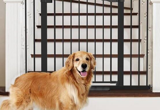 How to Choose the Best Pet Gate for Safety How to Choose the Best Pet Gate for Safety