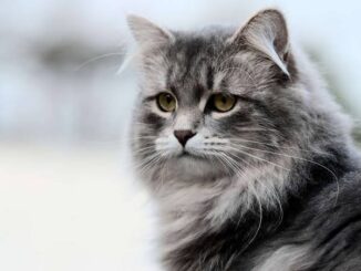 The Best Hypoallergenic Cat Breeds for Allergy Sufferers
