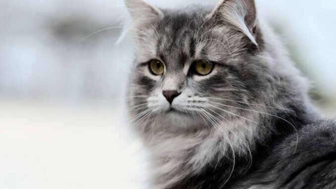 The Best Hypoallergenic Cat Breeds for Allergy Sufferers The Best Hypoallergenic Cat Breeds for Allergy Sufferers