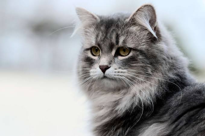 The Best Hypoallergenic Cat Breeds for Allergy Sufferers