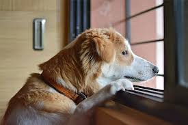 How to Deal with Pet Separation Anxiety How to Deal with Pet Separation Anxiety