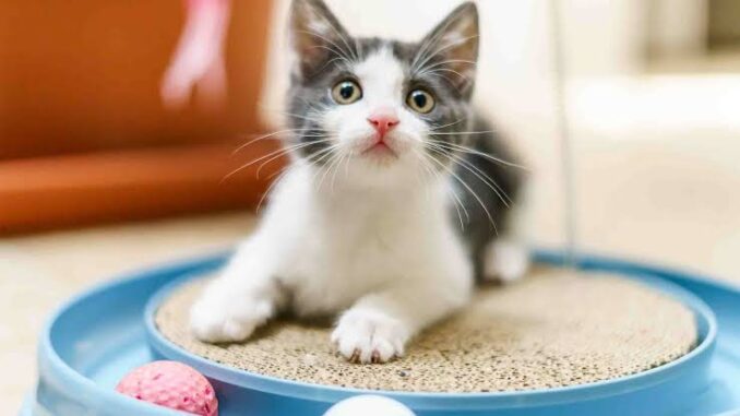 Why Your Cat Needs Playtime Every Day Why Your Cat Needs Playtime Every Day