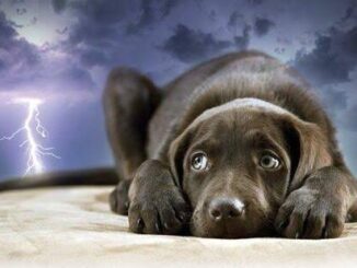 How to Deal with Dog Anxiety During Storms