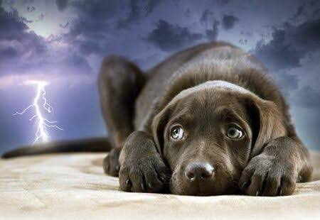 How to Deal with Dog Anxiety During Storms How to Deal with Dog Anxiety During Storms