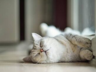 10 Creative Names for Your New Cat
