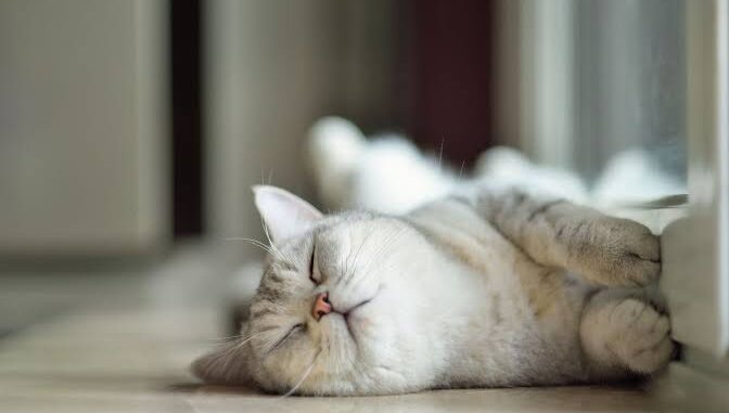 10 Creative Names for Your New Cat 10 Creative Names for Your New Cat