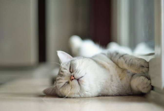 10 Creative Names for Your New Cat