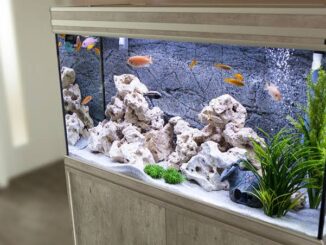 How to Choose the Right Aquarium for Pet Fish