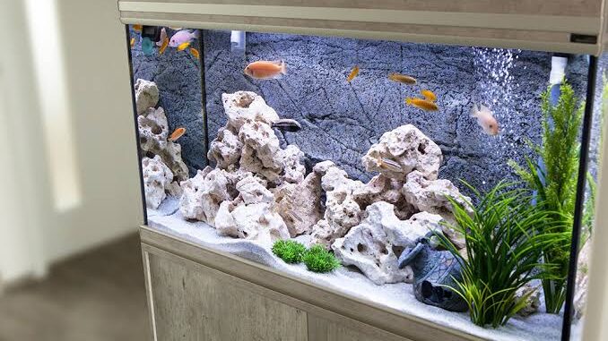 How to Choose the Right Aquarium for Pet Fish How to Choose the Right Aquarium for Pet Fish