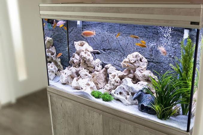 How to Choose the Right Aquarium for Pet Fish