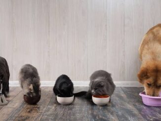 How to Prevent Obesity in Cats and Dogs