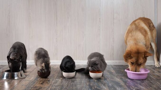 How to Prevent Obesity in Cats and Dogs How to Prevent Obesity in Cats and Dogs