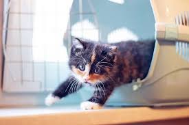 8 Tips for Bonding with Your New Kitten